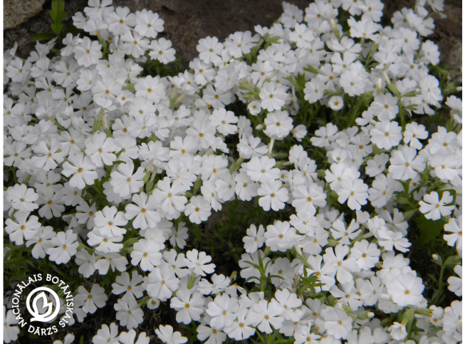 Phlox subulata   'Maischnee'